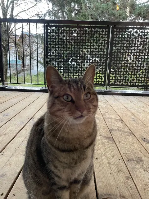 chat lost   73350 Bozel Tigrou