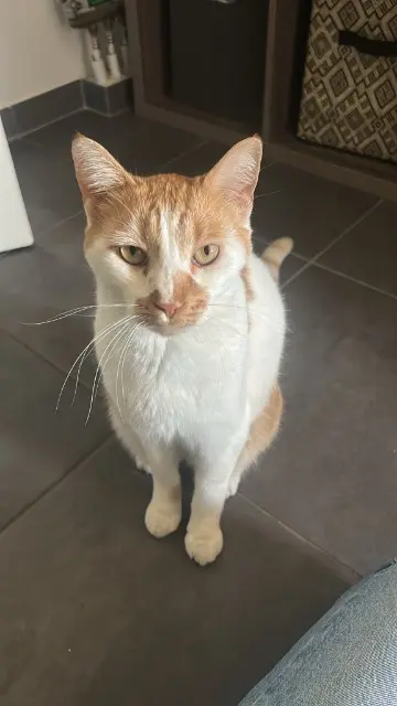 chat lost   73190 Challes-les-Eaux Tigrou