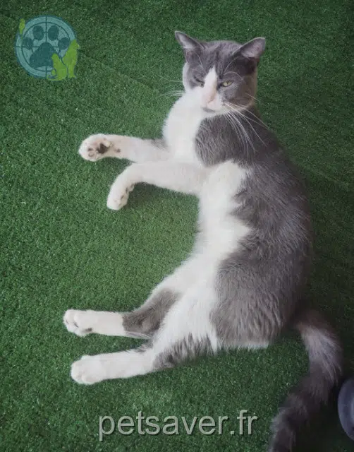 chat lost   73000 Chambéry Tino