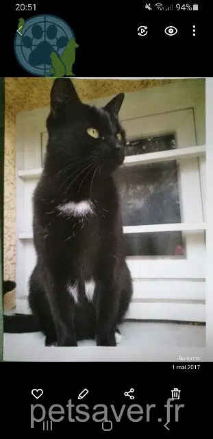 chat lost   73000 Bassens Tiny