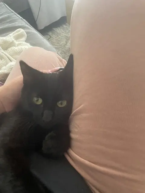 chat lost   73000 Chambéry Titi