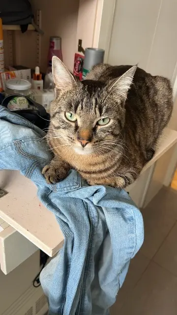 chat lost   73410 La Biolle Touktouk