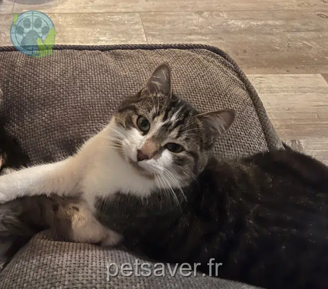 gato lost   73300 Saint-Jean-de-Maurienne Turbo