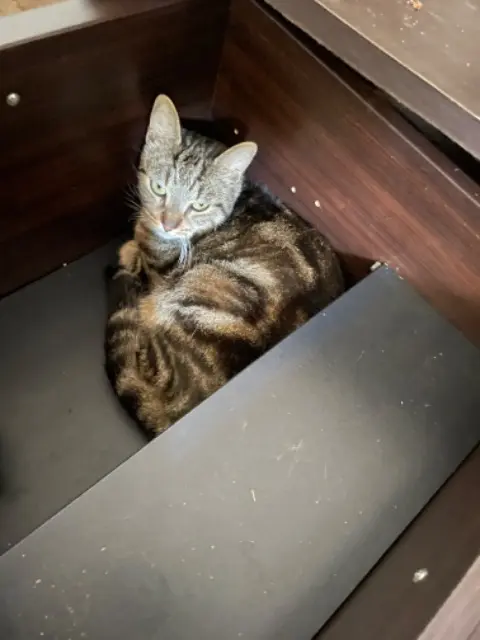 chat lost   73800 Chignin Tyson