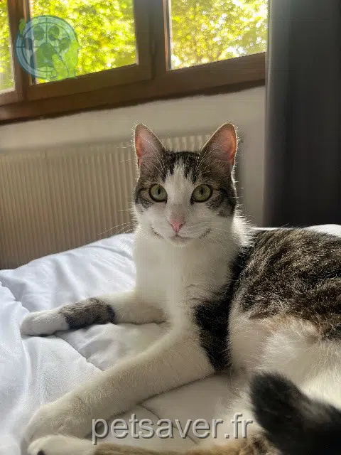 chat lost 73410 Entrelacs Umbro