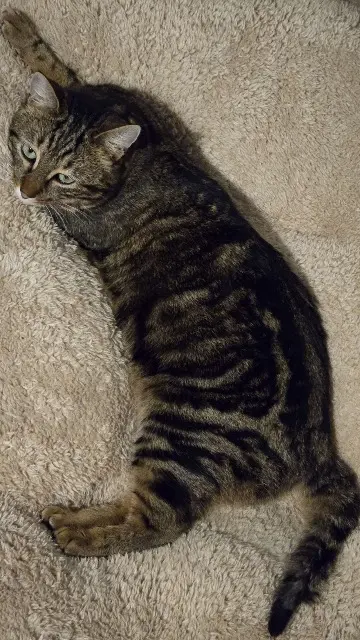 chat lost   73190 Challes-les-Eaux Upsy