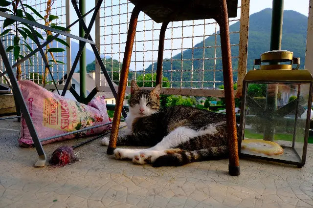 chat lost   73220 Val-d'Arc Wasabi