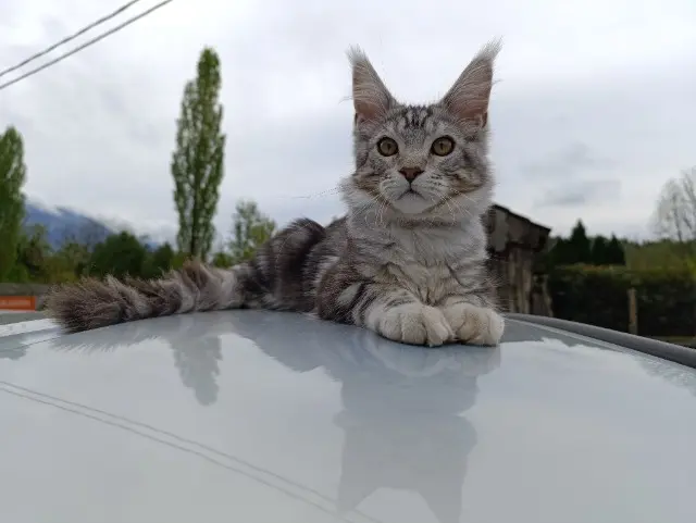 chat lost   73470 Nances Wilson