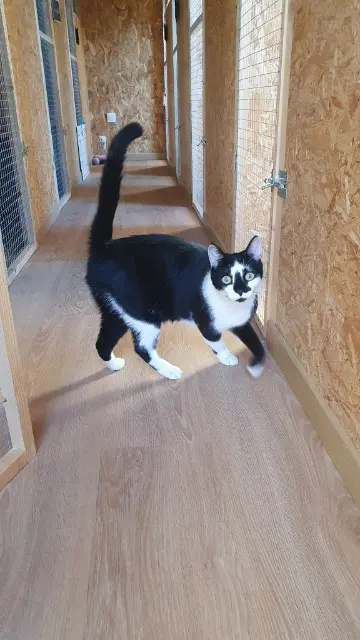 chat lost   73190 Saint-Jeoire-Prieuré Xylo