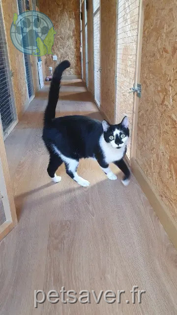 gato perdido 73190 Saint-Jeoire-Prieuré Xylo gato lost 73190 Saint-Jeoire-Prieuré Xylo