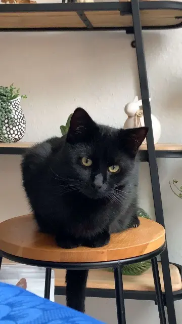 chat lost   73110 Valgelon-La Rochette Ziggy