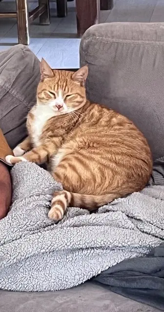 chat lost   74140 Chens-sur-Léman Akira