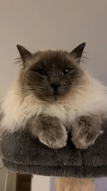 chat lost    Annecy Berlioz