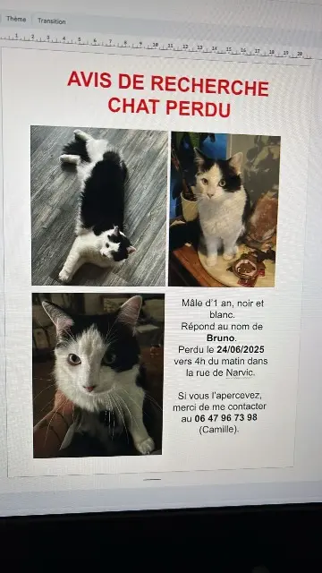 chat lost    Annecy Bruno