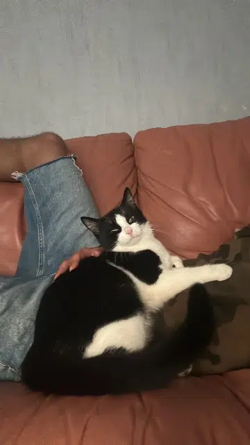 chat lost    Annecy Coco