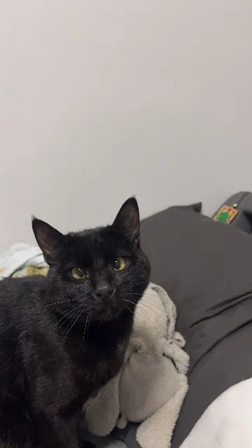 chat lost    Annecy Diort