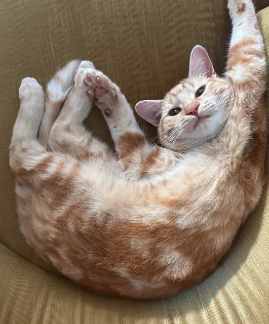 chat lost    Annecy Flex