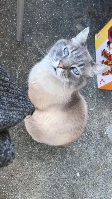 chat lost    Annecy Garfield