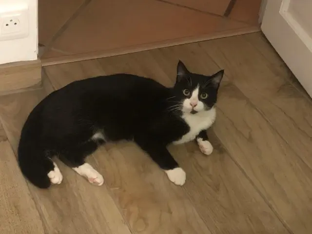 chat lost    Annecy Gus