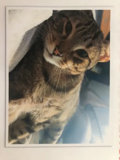 chat lost    Annecy Moustache