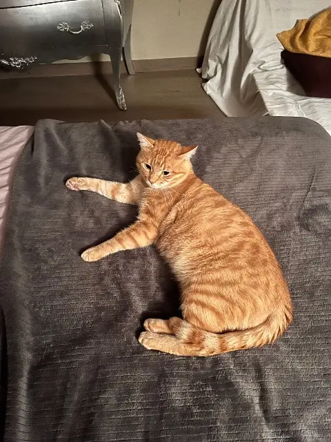 chat lost    Annecy Mowgli