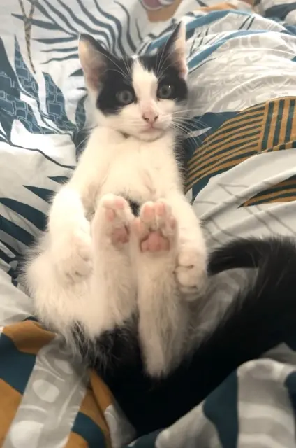 chat lost    Annecy Oreo