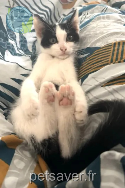 Kater vermisst Annecy Oreo Kater lost Annecy Oreo