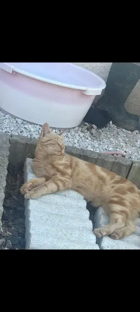 chat lost    Annecy Pancake