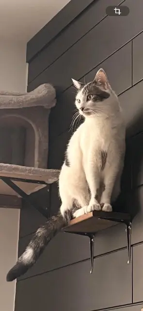 chat lost    Annecy Rabbi