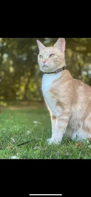 cat lost Annecy Salem cat lost Annecy Salem