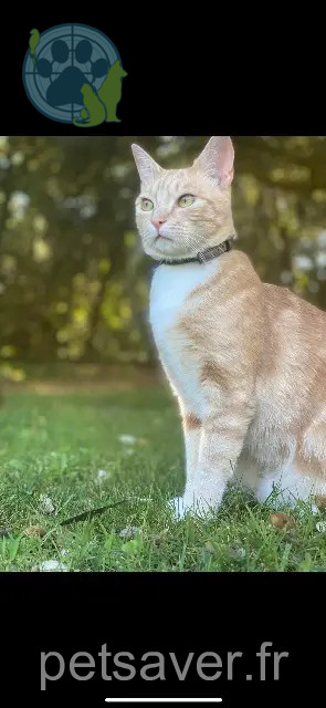 gato perdido Annecy Salem gato lost Annecy Salem