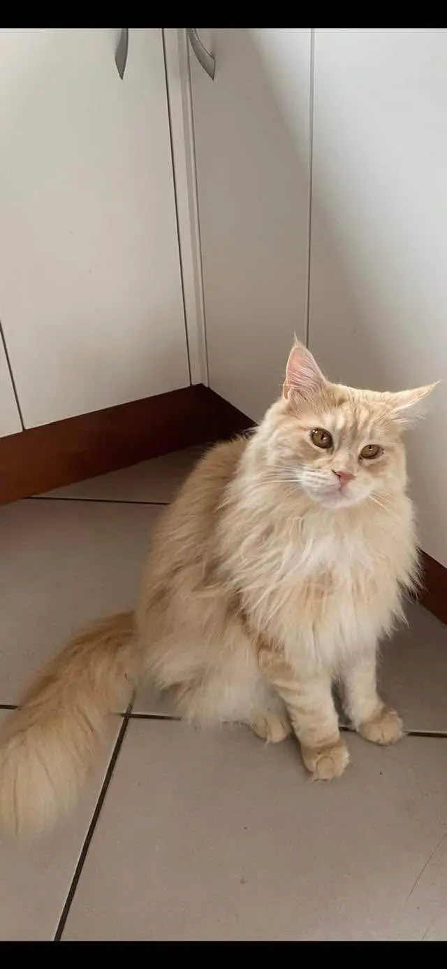 cat lost Rue de la Grande Ferme 74370 Annecy Sweety cat lost Rue de la Grande Ferme 74370 Annecy Sweety