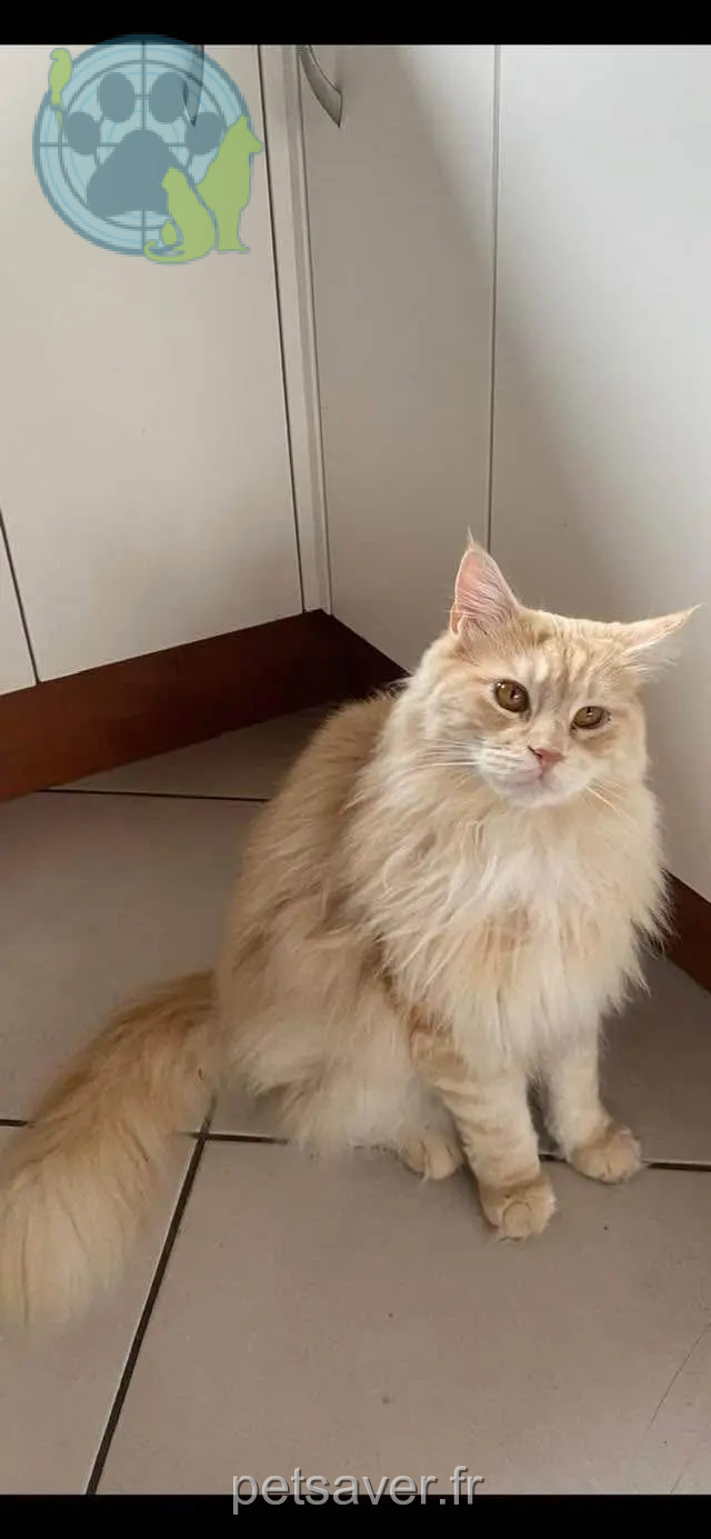 gato perdido Rue de la Grande Ferme 74370 Annecy Sweety gato lost Rue de la Grande Ferme 74370 Annecy Sweety