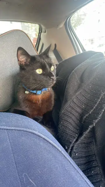 chat lost    Annecy Zoro