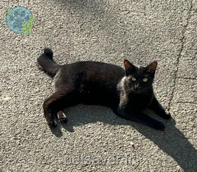 chat perdu Annecy Zorro chat lost Annecy Zorro