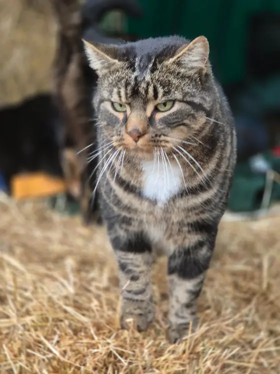 Chat Perdu 74 Haute-Savoie - Arthur