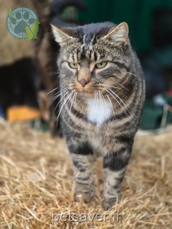 Chat Perdu 74 Haute-Savoie - Arthur Chat Perdu 74 Haute-Savoie - Arthur