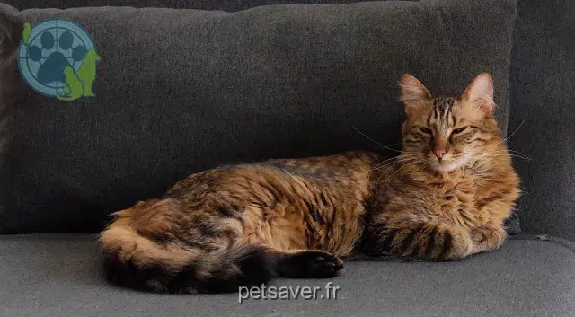 Kater lost   74150 Rumilly Artichaut