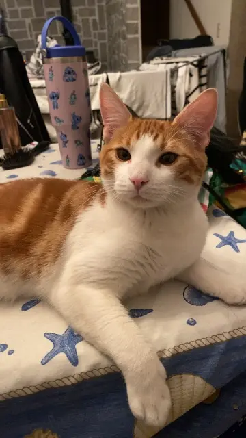 cat lost   74330 Poisy Aïko