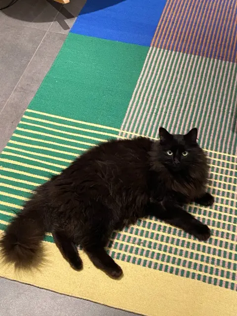 cat lost 74400 Chamonix-Mont-Blanc BAKI cat lost 74400 Chamonix-Mont-Blanc BAKI