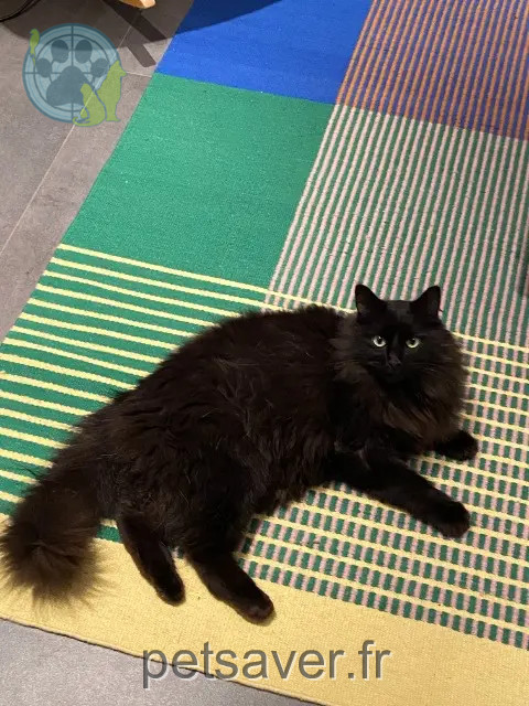 cat lost 74400 Chamonix-Mont-Blanc BAKI cat lost 74400 Chamonix-Mont-Blanc BAKI