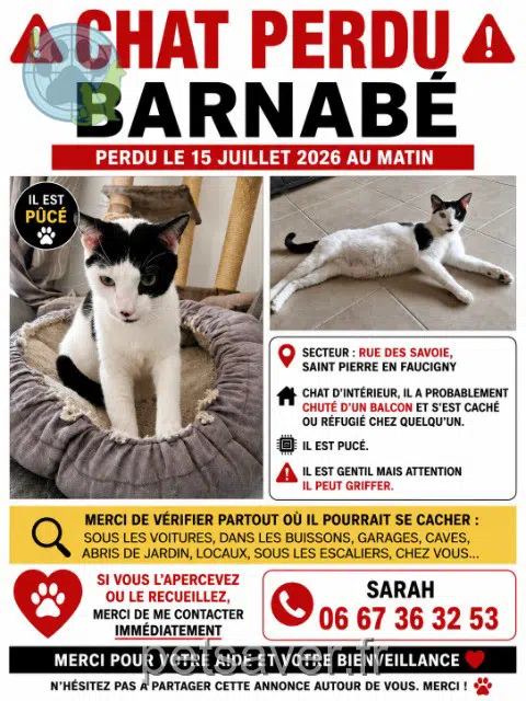 chat lost   74800 Saint-Pierre-en-Faucigny Barnabé