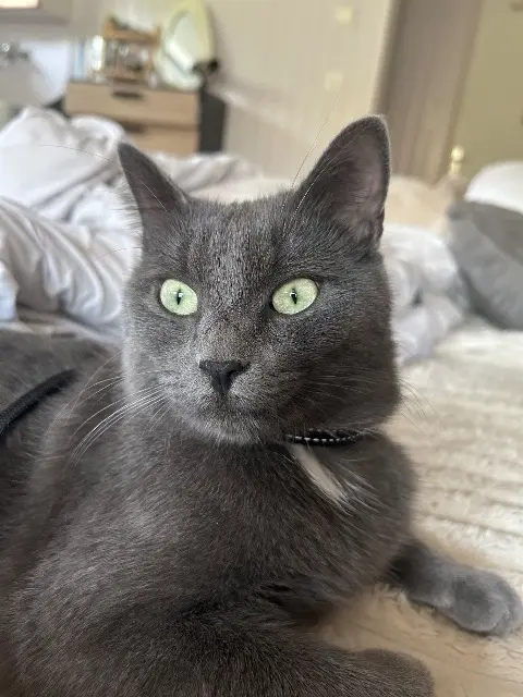 chat lost   74140 Saint-Cergues Blacky