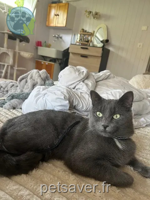 Kater vermisst 74140 Saint-Cergues Blacky Kater lost 74140 Saint-Cergues Blacky