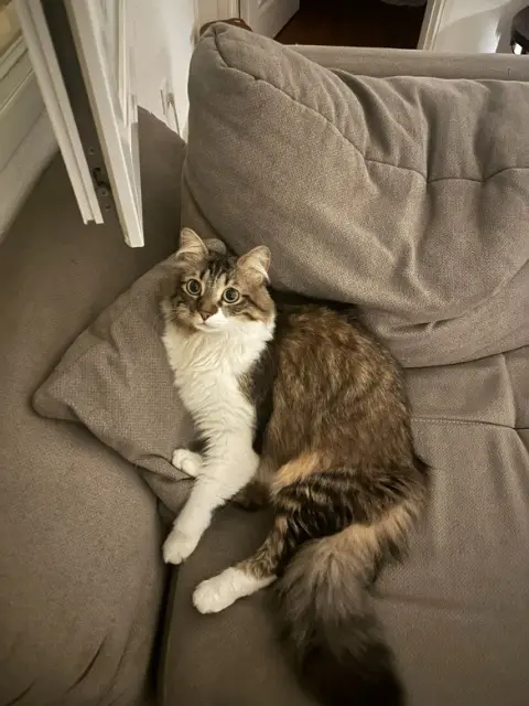 chat lost   74100 Annemasse Blue