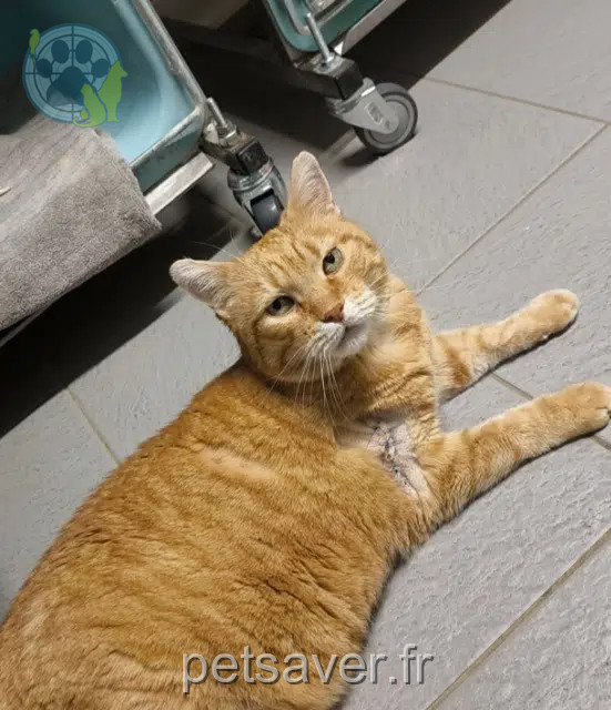 chat perdu 74460 Marnaz Boo chat lost 74460 Marnaz Boo