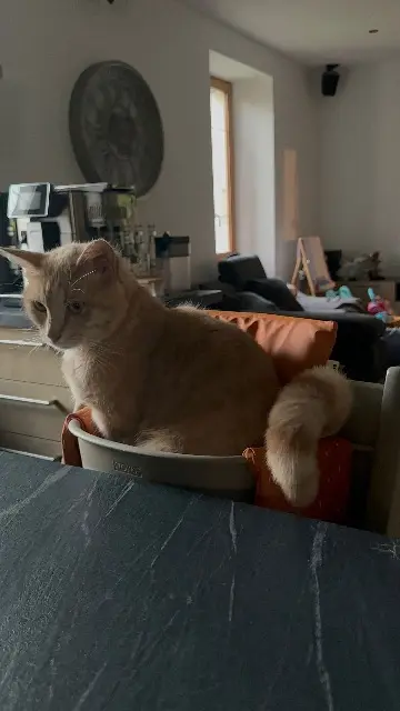 chat lost   74250 Peillonnex Boulette