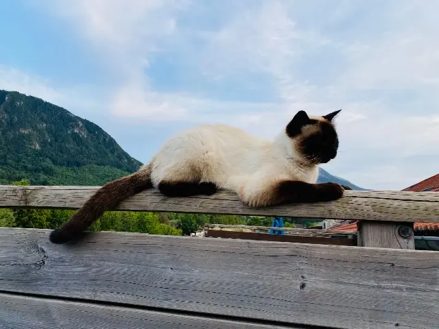 chat lost   74800 Saint-Pierre-en-Faucigny Chablis