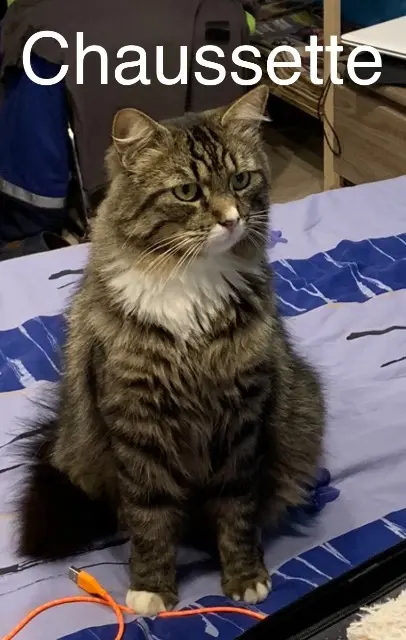 chat lost   74500 Lugrin Chaussette