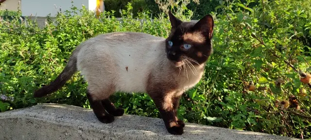 chat lost   74150 Hauteville-sur-Fier Cookie
